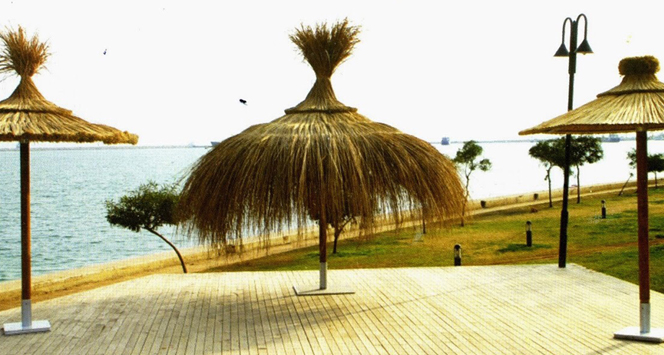 Saz Şemsiye | %100 Doğal